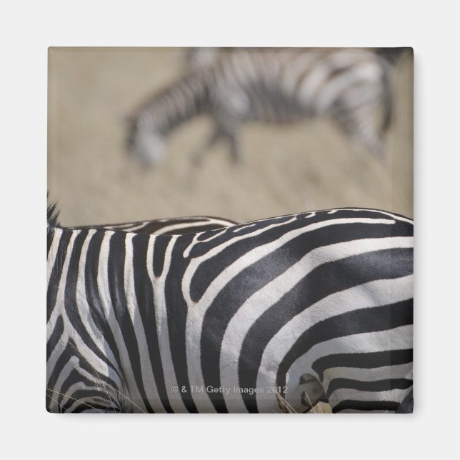 Herd of Zebras grazing, Masai Mara Game Reserve, Magnet (Front)