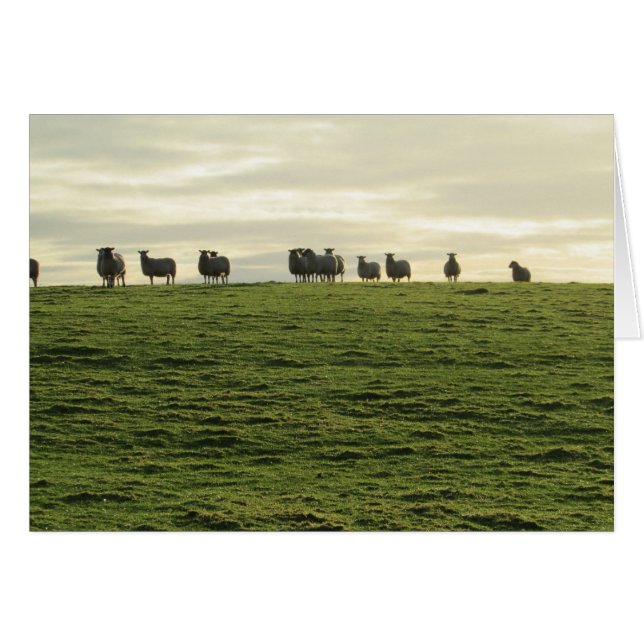 Herdwick Sheep (Front Horizontal)