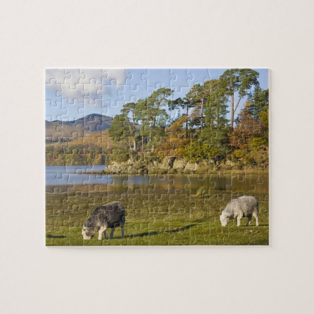 Herdwick sheep at Friars Crag, Derwentwater, 2 Jigsaw Puzzle (Horizontal)