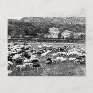 Herdwick Sheep Postcard