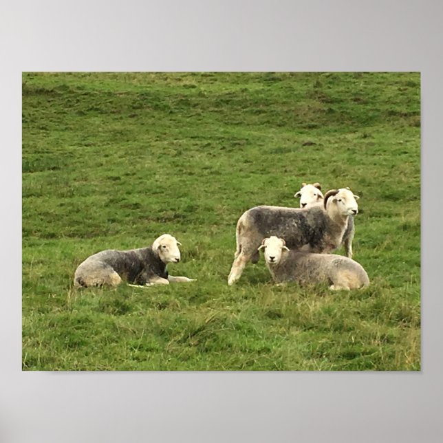 Herdwick Sheep Poster (Front)