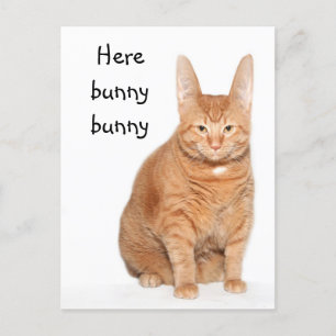Here bunny bunny postcard