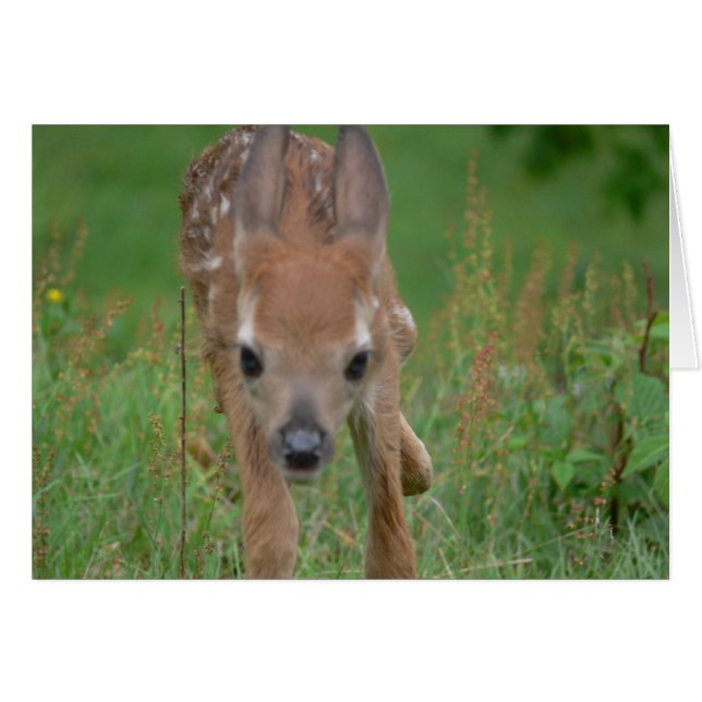 Here Comes Bambi Card (Front Horizontal)