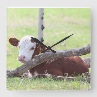 Hereford Calf Resting in the Pasture Square Wall Clock