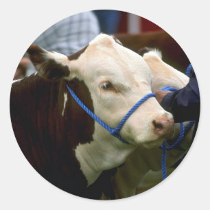 Hereford Cattle Classic Round Sticker