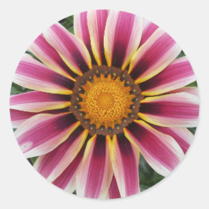 Hereford Classic Round Sticker