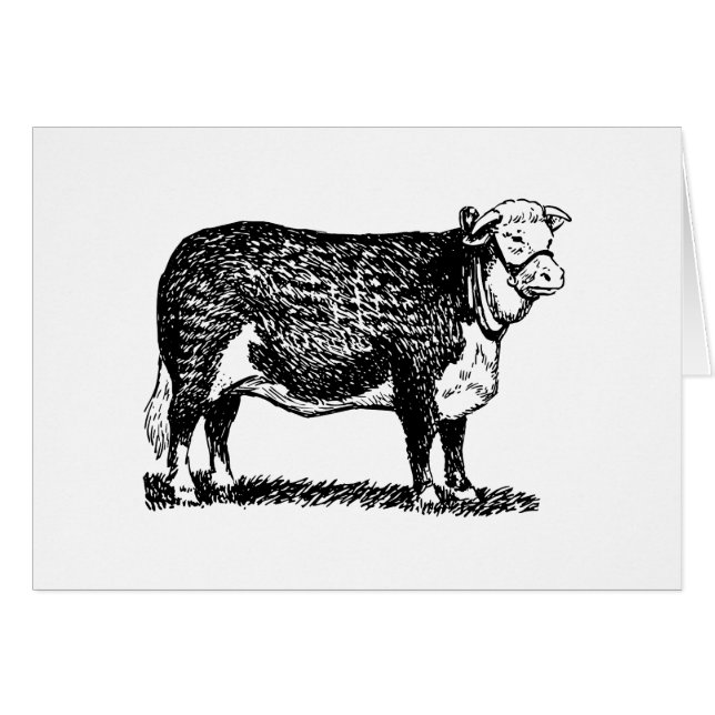 Hereford Cow (Front Horizontal)