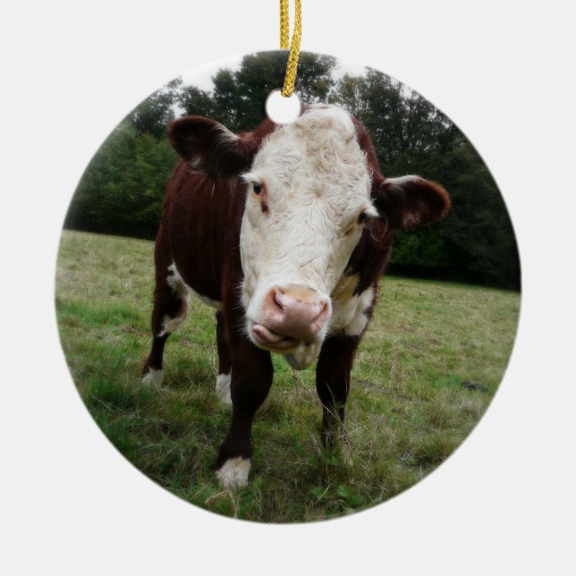 Hereford Cow Sticking out Tongue Ceramic Ornament (Front)