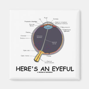 Here's An Eyeful (Eye Anatomy Humour) Magnet