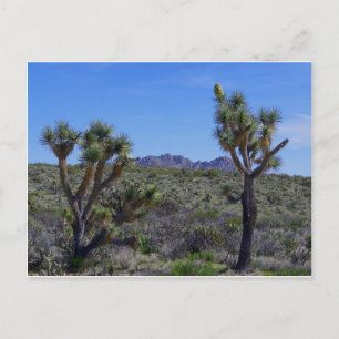 Here's Johnny... Postcard