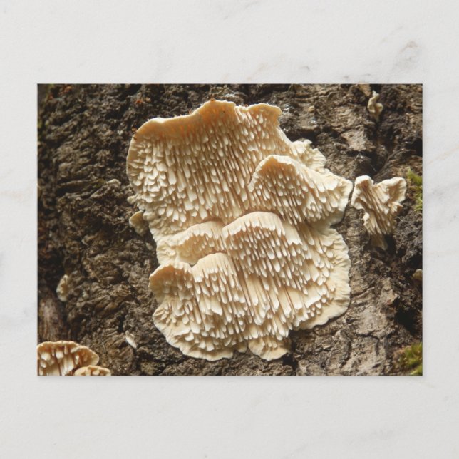 Hericium cirrhatum Champignons Carte postale (Devant)