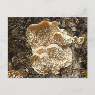 Hericium cirrhatum Mushroom Postcard