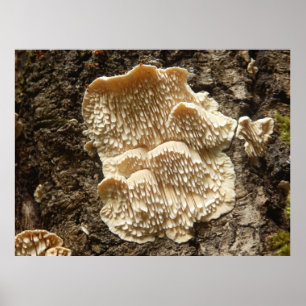 Hericium cirrhatum Mushroom Poster