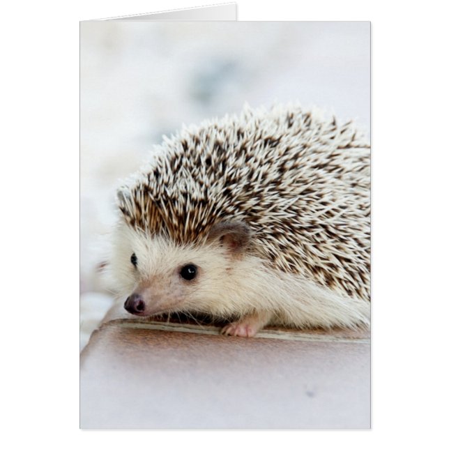 Hérisson bébé mignon (Devant)