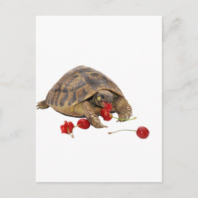 Hermann Tortoise and Strawberries Postcard (Front)