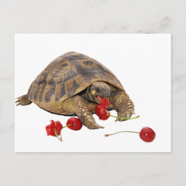Hermann Tortoise and Strawberries Postcard (Front)