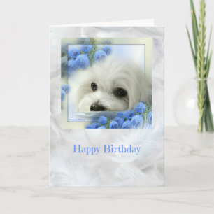 Hermes the Maltese Birthday Card