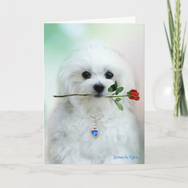 Hermes the Maltese Birthday Card (Front)