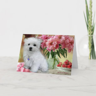 Hermes the Maltese Birthday Card