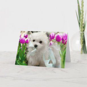 Hermes the Maltese Birthday Card
