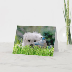 Hermes the Maltese Birthday Greeting Card