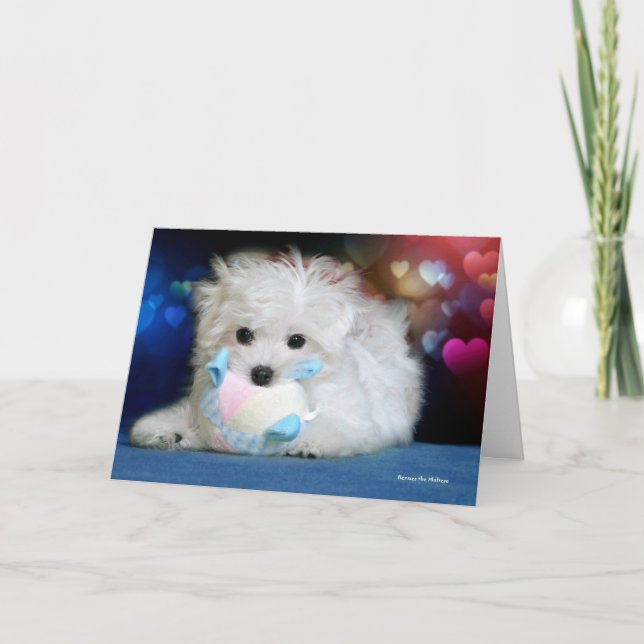Hermes the Maltese Birthday Greeting Card (Front)