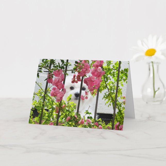 Hermes the Maltese Blank Greeting Card (Small Plant)