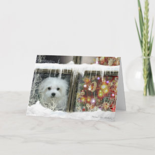 Hermes the Maltese Card