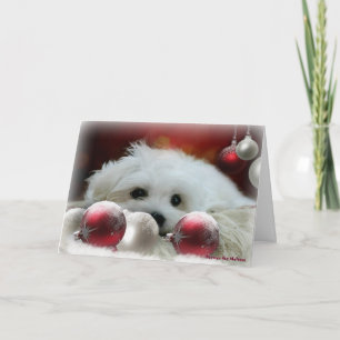 Hermes the Maltese Christmas Greeting Card