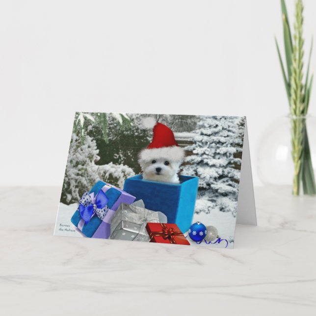 Hermes the Maltese Christmas Greeting Card (Front)