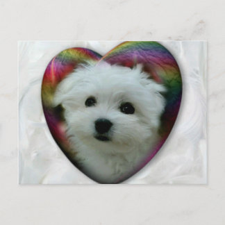 Hermes the Maltese Postcard