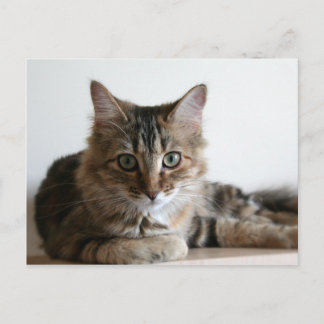 Hermione on the shelf postcard