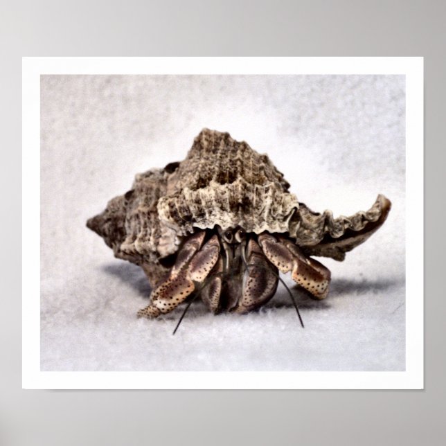 Hermit crab #1 poster (Front)