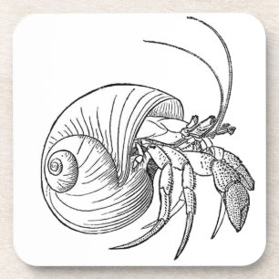 Hermit Crab Illustration (line art) Coaster