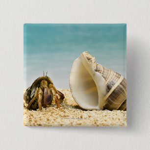 Hermit crab looking at larger shell 2 inch square button