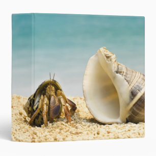 Hermit crab looking at larger shell binder