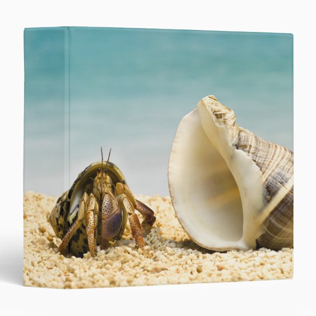 Hermit crab looking at larger shell binder (Front/Spine)