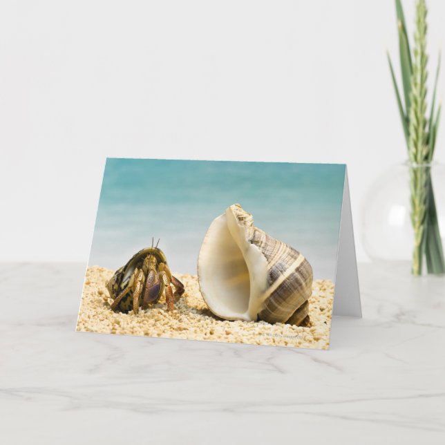Hermit crab looking at larger shell card (Front)