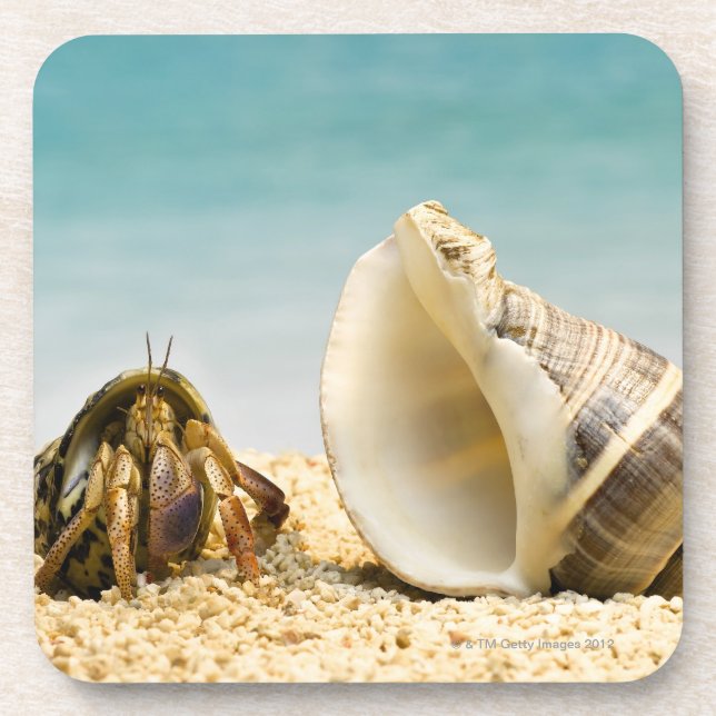 Hermit crab looking at larger shell coaster (Front)