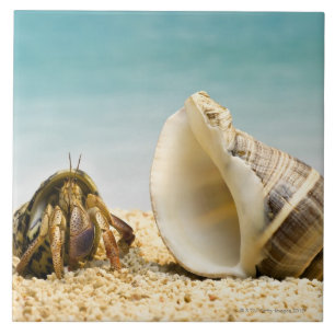 Hermit crab looking at larger shell tile
