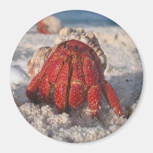 Hermit Crab Magnet