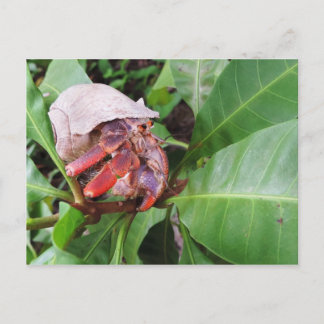 Hermit Crab Postcard