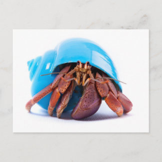 Hermit Crab Postcard