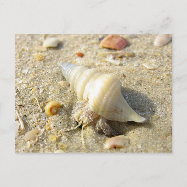 Hermit Crab Postcard (Front)