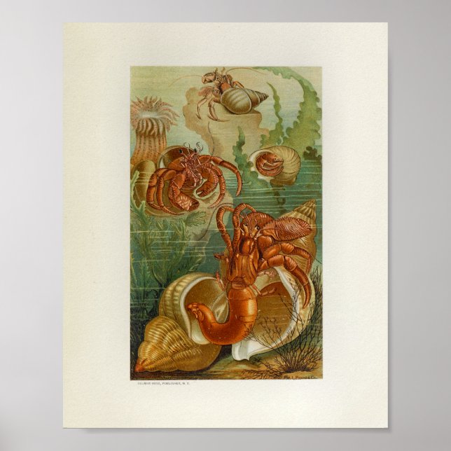 Hermit Crab Sea Anemone Marine Life Print (Front)