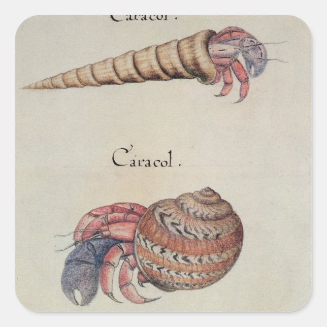 Hermit Crab Square Sticker (Front)