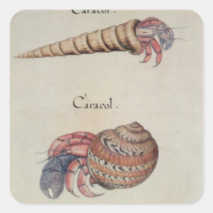 Hermit Crab Square Sticker