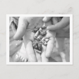 hermit crabs postcard