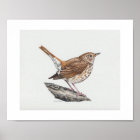 Hermit Thrush Art Print