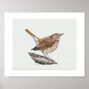 Hermit Thrush Art Print